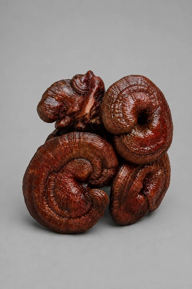 Reishi