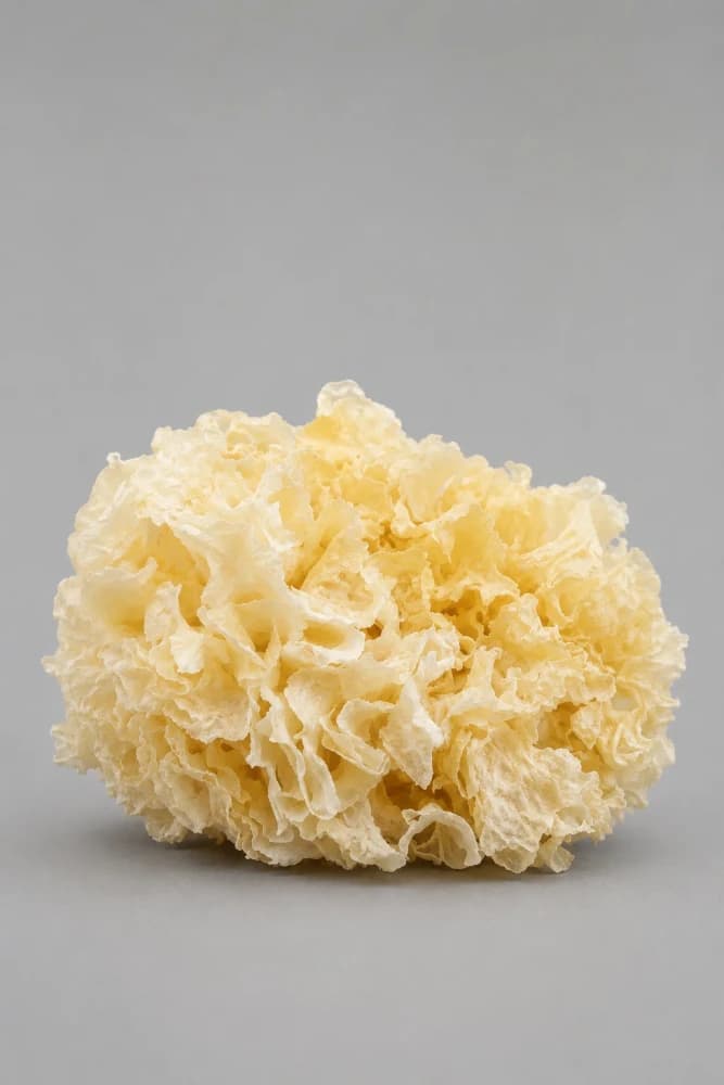 Tremella