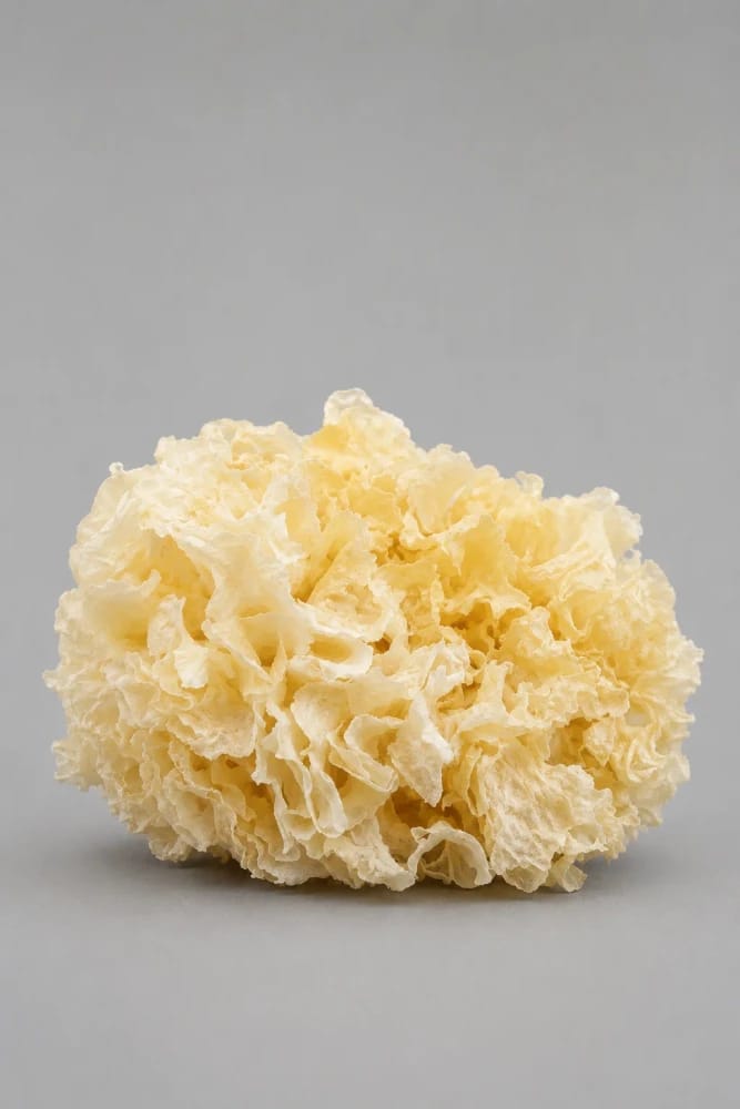 Tremella