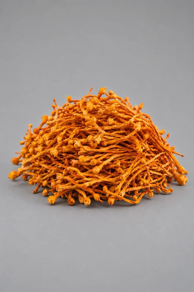 Cordyceps