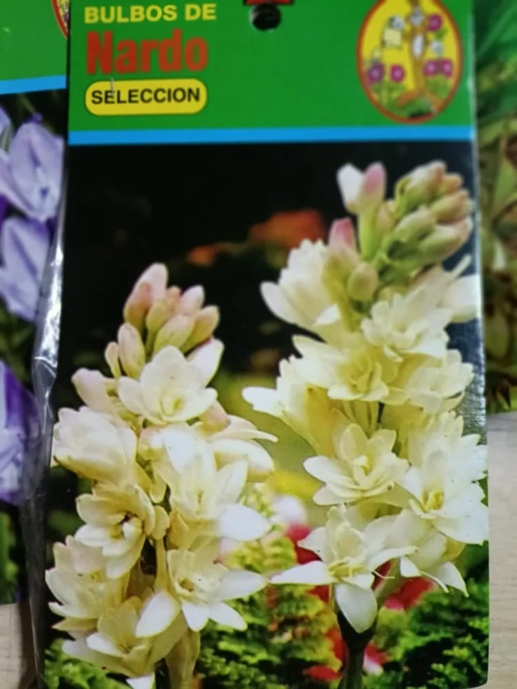 BULBOS DE NARDOS