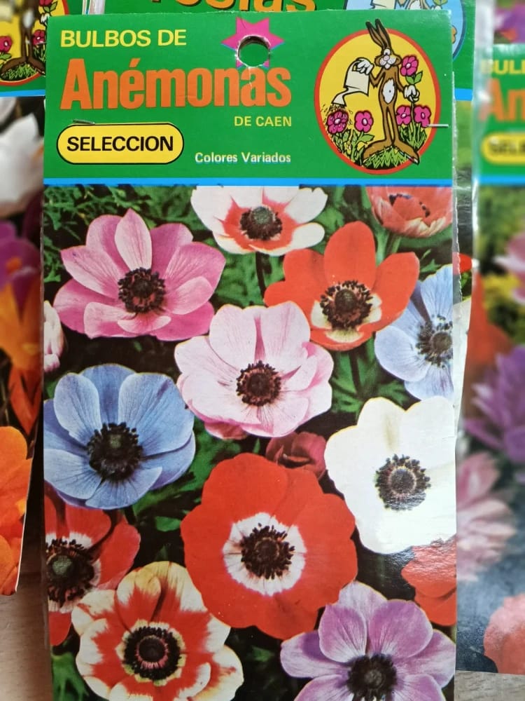 BULBO DE ANEMONAS