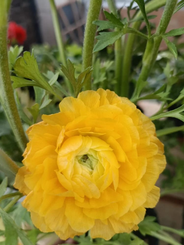 MARIMONIAS