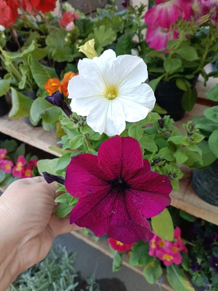 PETUNIAS