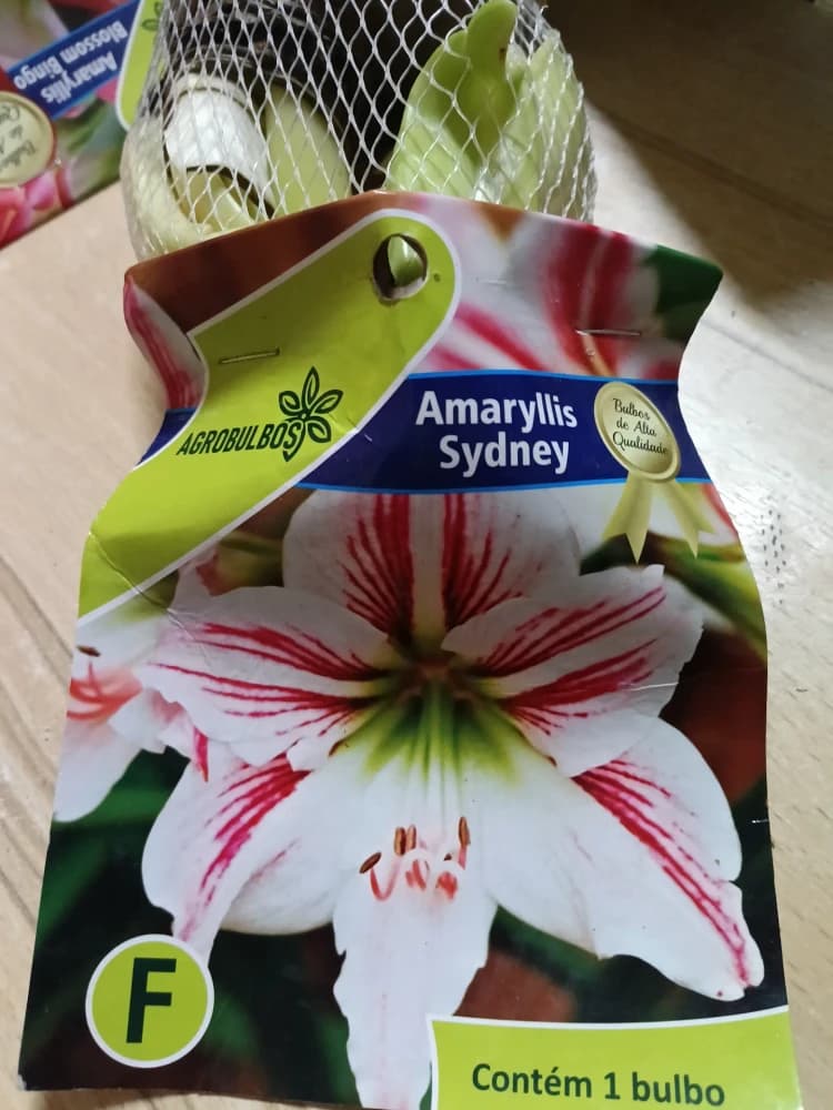 Amarillis sydney