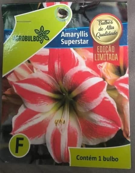amarillis superstar