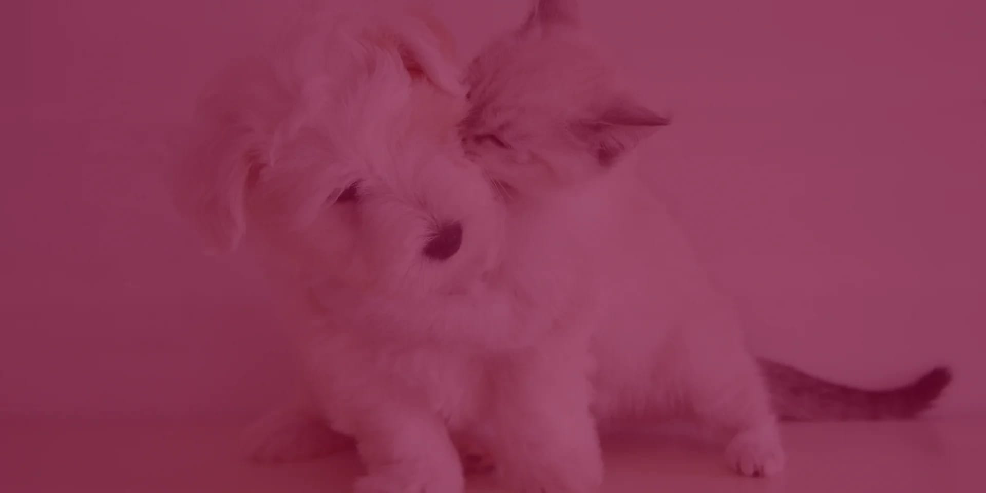 Banner de palushop